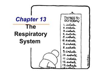 Chapter 13 The Respiratory System  