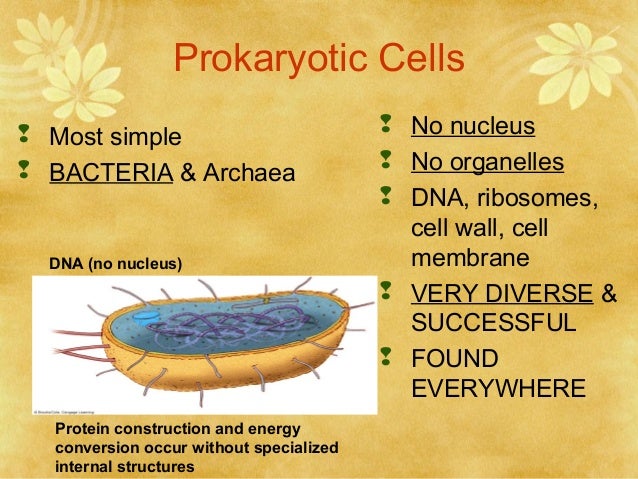 APES Ch. 3, part 1 bacteria vs protists venn diagram 