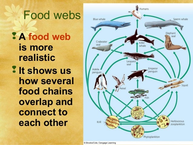food web vs food chain venn diagram under fontanacountryinn com venn diagram food chain food web
