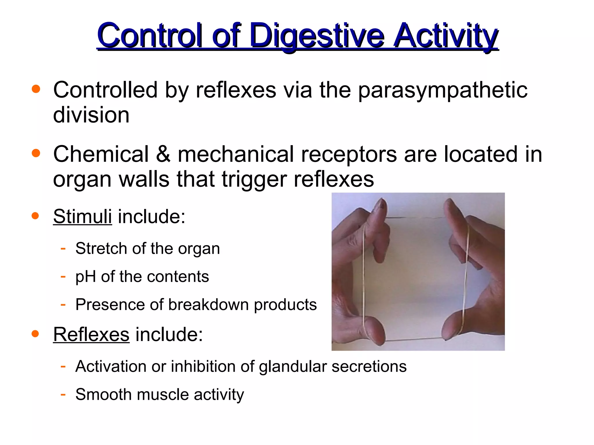 Control of Digestive Activity Controlled by reflexes via the parasympathetic division Chemical & mechanical receptors are located in organ walls that trigger reflexes Stimuli  include: Stretch of the organ pH of the contents Presence of breakdown products Reflexes  include: Activation or inhibition of glandular secretions Smooth muscle activity 
