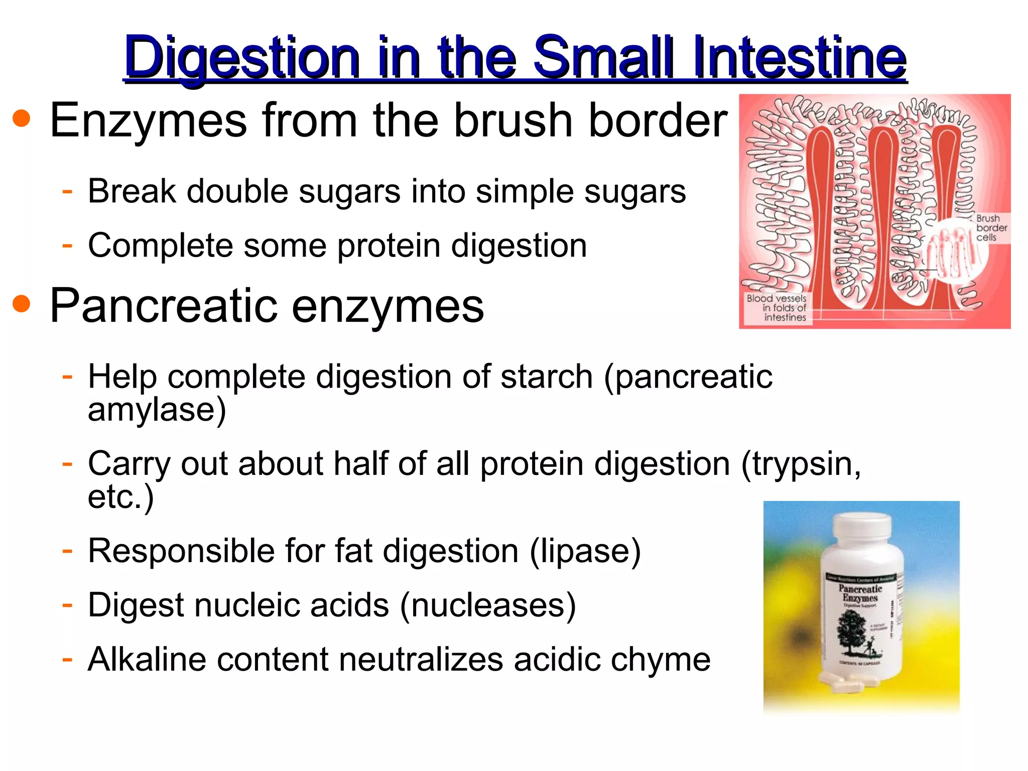 Digestion in the Small Intestine Enzymes from the brush border Break double sugars into simple sugars Complete some protein digestion Pancreatic enzymes  Help complete digestion of starch (pancreatic amylase) Carry out about half of all protein digestion (trypsin, etc.) Responsible for fat digestion (lipase) Digest nucleic acids (nucleases) Alkaline content neutralizes acidic chyme 
