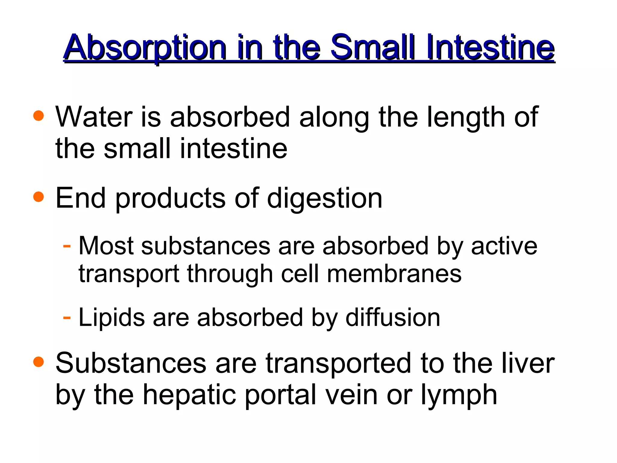 Absorption in the Small Intestine Water is absorbed along the length of the small intestine End products of digestion Most substances are absorbed by active transport through cell membranes Lipids are absorbed by diffusion Substances are transported to the liver by the hepatic portal vein or lymph 