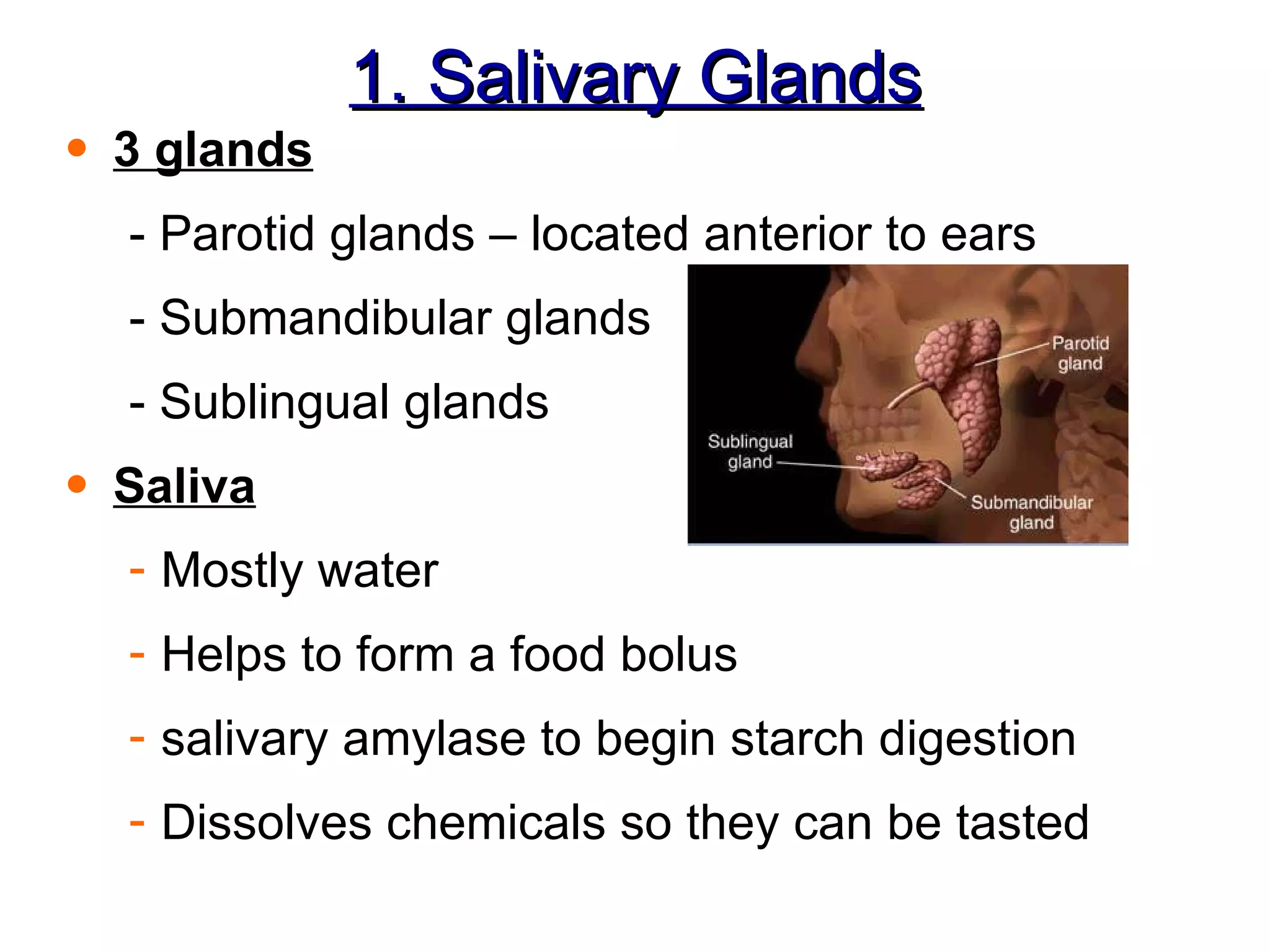 1. Salivary Glands 3 glands - Parotid glands – located anterior to ears - Submandibular glands - Sublingual glands Saliva Mostly water Helps to form a food bolus salivary amylase to begin starch digestion Dissolves chemicals so they can be tasted 
