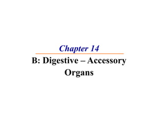 Chapter 14 B:  Digestive – Accessory Organs 