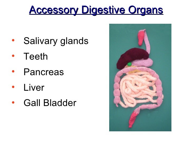 Ch 14 B Accessory Organs