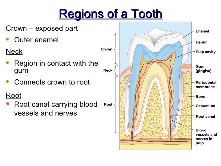 Ch 14 B Accessory Organs