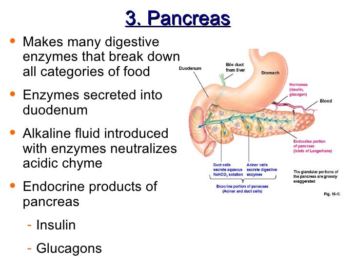 Ch 14 B Accessory Organs