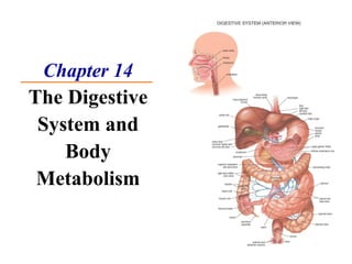 Chapter 14 The Digestive System and Body Metabolism 