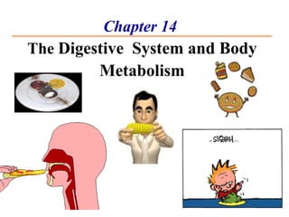 Chapter 14   The  Digestive  System and Body Metabolism 