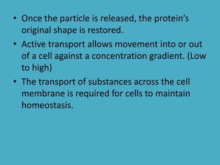 • Once the particle is released, the protein’s
original shape is restored.
• Active transport allows movement into or out
of a cell against a concentration gradient. (Low
to high)
• The transport of substances across the cell
membrane is required for cells to maintain
homeostasis.

 