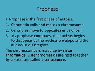 Prophase
• Prophase is the first phase of mitosis.
1. Chromatin coils and makes a chromosome.
2. Centrioles move to opposites ends of cell.
3. As prophase continues, the nucleus begins
to disappear as the nuclear envelope and the
nucleolus disintegrate.
The chromosomes is made up by sister
chromatids. Sister chromatids are held together
by a structure called a centromere.

 