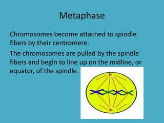 Metaphase
Chromosomes become attached to spindle
fibers by their centromere.
The chromosomes are pulled by the spindle
fibers and begin to line up on the midline, or
equator, of the spindle.

 