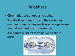 Telophase
• Chromatids are at opposite poles.
• Spindle fibers break down, the nucleolus
reappears, and a new nuclear envelope forms
around each set of chromosomes.
• A membrane starts form between the 2
nuclei.

 
