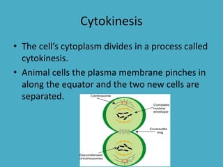 Cytokinesis
• The cell’s cytoplasm divides in a process called
cytokinesis.
• Animal cells the plasma membrane pinches in
along the equator and the two new cells are
separated.

 