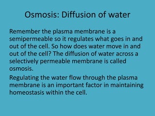 Osmosis: Diffusion of water
Remember the plasma membrane is a
semipermeable so it regulates what goes in and
out of the cell. So how does water move in and
out of the cell? The diffusion of water across a
selectively permeable membrane is called
osmosis.
Regulating the water flow through the plasma
membrane is an important factor in maintaining
homeostasis within the cell.

 