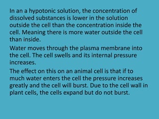In an a hypotonic solution, the concentration of
dissolved substances is lower in the solution
outside the cell than the concentration inside the
cell. Meaning there is more water outside the cell
than inside.
Water moves through the plasma membrane into
the cell. The cell swells and its internal pressure
increases.
The effect on this on an animal cell is that if to
much water enters the cell the pressure increases
greatly and the cell will burst. Due to the cell wall in
plant cells, the cells expand but do not burst.

 