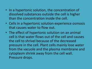 • In a hypertonic solution, the concentration of
dissolved substances outside the cell is higher
than the concentration inside the cell.
• Cells in a hypertonic solution experience osmosis
that causes water to flow out.
• The effect of hypertonic solution on an animal
cell is that water flows out of the cell and causes
the cell to shrivel because of the decreased
pressure in the cell. Plant cells mainly lose water
from the vacuole and the plasma membrane and
cytoplasm shrink away from the cell wall.
Pressure drops.

 