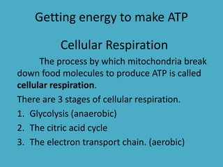 Getting energy to make ATP
Cellular Respiration
The process by which mitochondria break
down food molecules to produce ATP is called
cellular respiration.
There are 3 stages of cellular respiration.
1. Glycolysis (anaerobic)
2. The citric acid cycle
3. The electron transport chain. (aerobic)

 