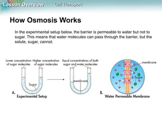 Lesson Overview

Cell Transport

How Osmosis Works
In the experimental setup below, the barrier is permeable to water but not to
sugar. This means that water molecules can pass through the barrier, but the
solute, sugar, cannot.

 