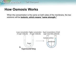 Lesson Overview

Cell Transport

How Osmosis Works
When the concentration is the same on both sides of the membrane, the two
solutions will be isotonic, which means “same strength.”

 