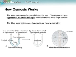 Lesson Overview

Cell Transport

How Osmosis Works
The more concentrated sugar solution at the start of the experiment was
hypertonic, or “above strength,” compared to the dilute sugar solution.
The dilute sugar solution was hypotonic, or “below strength.”

 