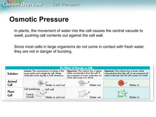 Lesson Overview

Cell Transport

Osmotic Pressure
In plants, the movement of water into the cell causes the central vacuole to
swell, pushing cell contents out against the cell wall.
Since most cells in large organisms do not come in contact with fresh water,
they are not in danger of bursting.

 