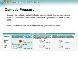 Lesson Overview

Cell Transport

Osmotic Pressure
Instead, the cells are bathed in fluids, such as blood, that are isotonic and
have concentrations of dissolved materials roughly equal to those in the
cells.
Cells placed in an isotonic solution neither gain nor lose water.

 