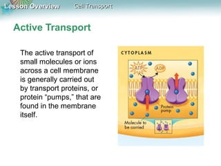 Lesson Overview

Cell Transport

Active Transport
The active transport of
small molecules or ions
across a cell membrane
is generally carried out
by transport proteins, or
protein “pumps,” that are
found in the membrane
itself.

 