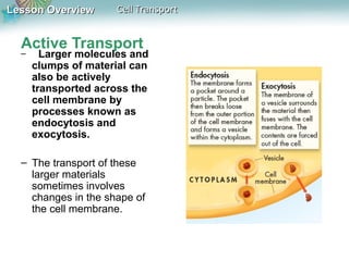 Lesson Overview

Cell Transport

Active Transport
–

Larger molecules and
clumps of material can
also be actively
transported across the
cell membrane by
processes known as
endocytosis and
exocytosis.

– The transport of these
larger materials
sometimes involves
changes in the shape of
the cell membrane.

 