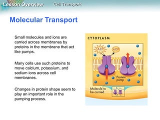 Lesson Overview

Cell Transport

Molecular Transport
Small molecules and ions are
carried across membranes by
proteins in the membrane that act
like pumps.
Many cells use such proteins to
move calcium, potassium, and
sodium ions across cell
membranes.
Changes in protein shape seem to
play an important role in the
pumping process.

 