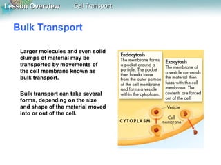 Lesson Overview

Cell Transport

Bulk Transport
Larger molecules and even solid
clumps of material may be
transported by movements of
the cell membrane known as
bulk transport.
Bulk transport can take several
forms, depending on the size
and shape of the material moved
into or out of the cell.

 