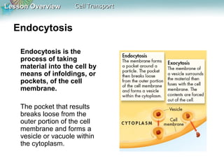 Lesson Overview

Cell Transport

Endocytosis
Endocytosis is the
process of taking
material into the cell by
means of infoldings, or
pockets, of the cell
membrane.
The pocket that results
breaks loose from the
outer portion of the cell
membrane and forms a
vesicle or vacuole within
the cytoplasm.

 
