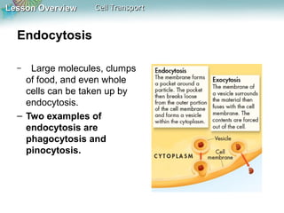Lesson Overview

Cell Transport

Endocytosis
Large molecules, clumps
of food, and even whole
cells can be taken up by
endocytosis.
– Two examples of
endocytosis are
phagocytosis and
pinocytosis.
–

 