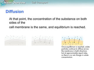 Lesson Overview

Cell Transport

Diffusion
At that point, the concentration of the substance on both
sides of the
cell membrane is the same, and equilibrium is reached.

 