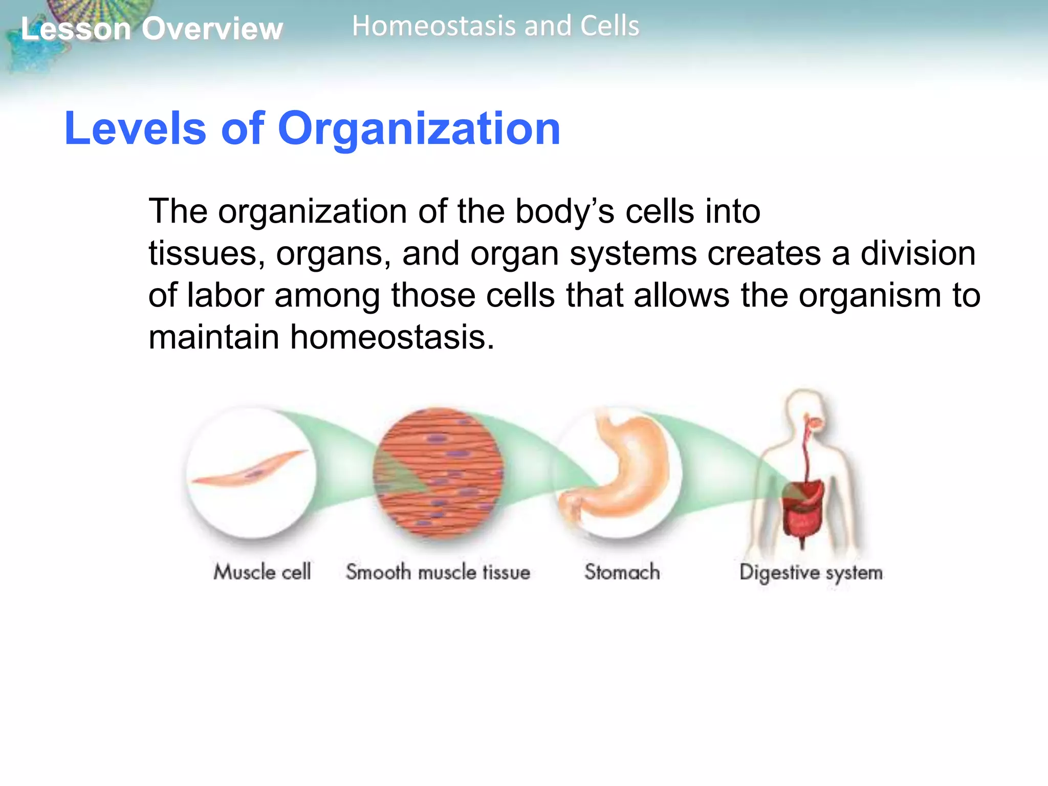Lesson Overview

Homeostasis and Cells

Levels of Organization
The organization of the body’s cells into
tissues, organs, and organ systems creates a division
of labor among those cells that allows the organism to
maintain homeostasis.

 