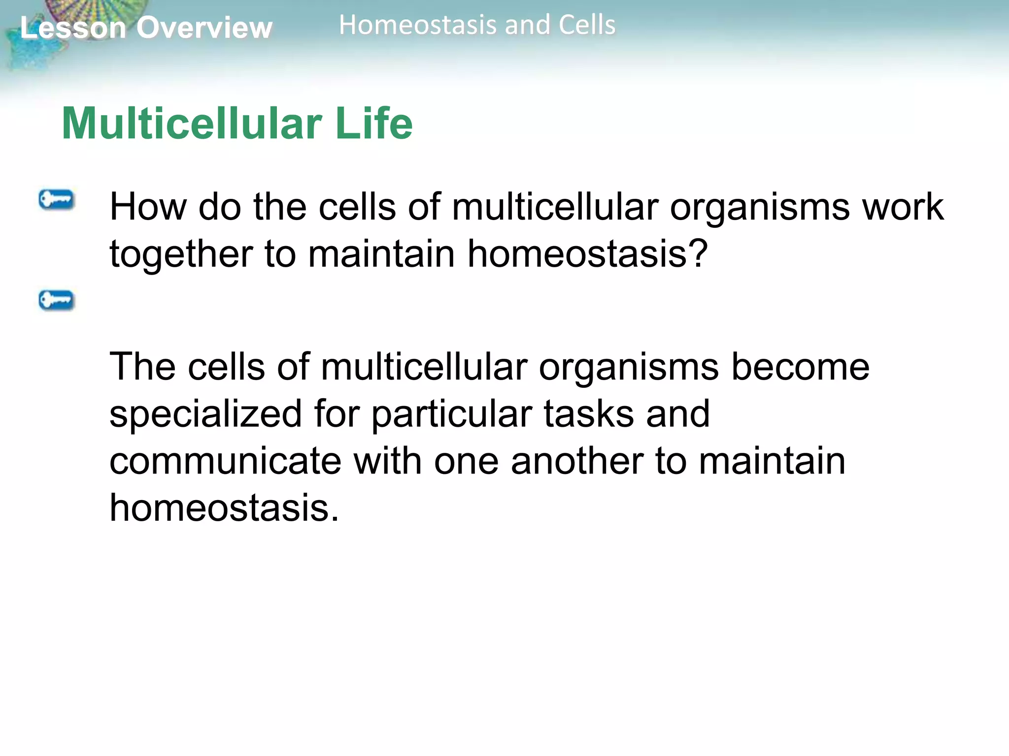 Lesson Overview

Homeostasis and Cells

Multicellular Life
How do the cells of multicellular organisms work
together to maintain homeostasis?
The cells of multicellular organisms become
specialized for particular tasks and
communicate with one another to maintain
homeostasis.

 