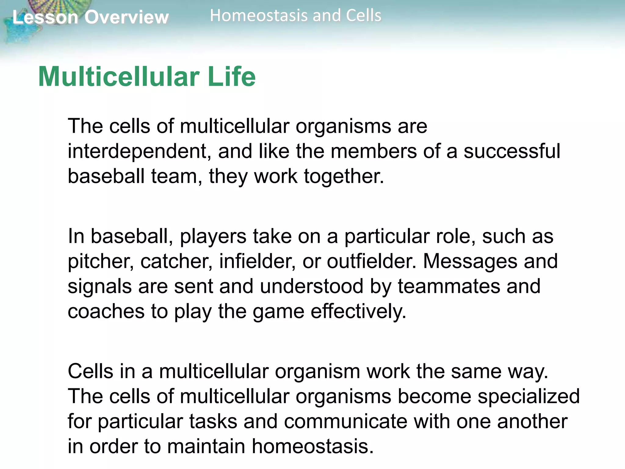 Lesson Overview

Homeostasis and Cells

Multicellular Life
The cells of multicellular organisms are
interdependent, and like the members of a successful
baseball team, they work together.
In baseball, players take on a particular role, such as
pitcher, catcher, infielder, or outfielder. Messages and
signals are sent and understood by teammates and
coaches to play the game effectively.

Cells in a multicellular organism work the same way.
The cells of multicellular organisms become specialized
for particular tasks and communicate with one another
in order to maintain homeostasis.

 