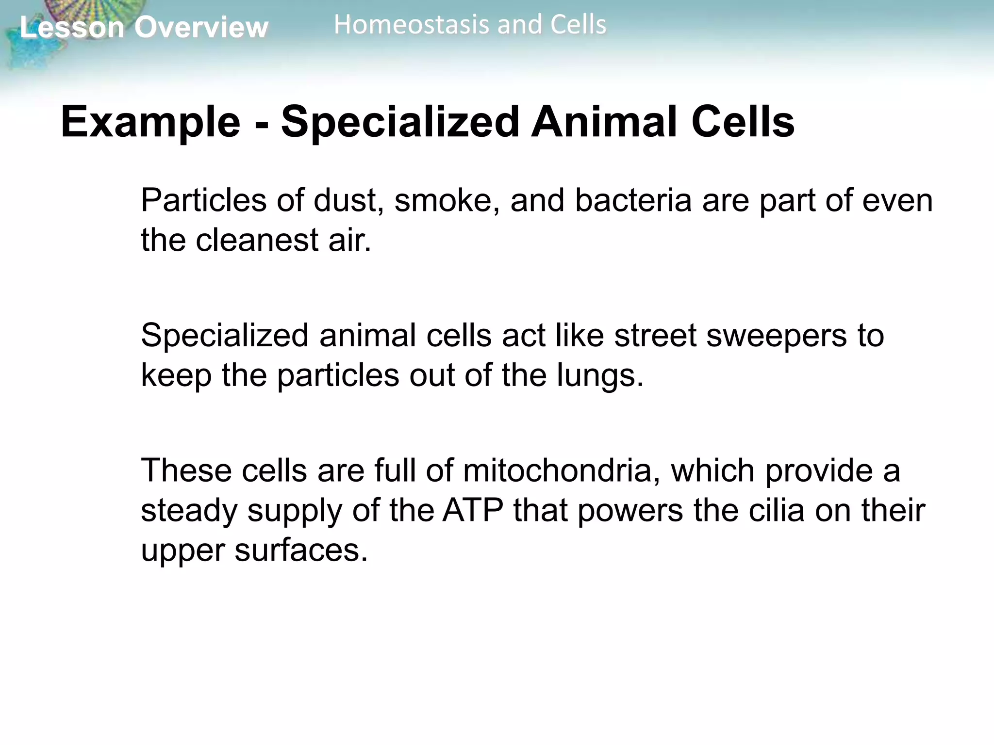 Lesson Overview

Homeostasis and Cells

Example - Specialized Animal Cells
Particles of dust, smoke, and bacteria are part of even
the cleanest air.
Specialized animal cells act like street sweepers to
keep the particles out of the lungs.
These cells are full of mitochondria, which provide a
steady supply of the ATP that powers the cilia on their
upper surfaces.

 