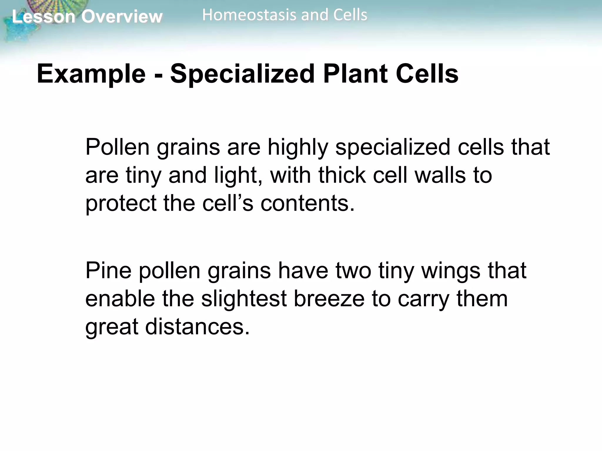 Lesson Overview

Homeostasis and Cells

Example - Specialized Plant Cells
Pollen grains are highly specialized cells that
are tiny and light, with thick cell walls to
protect the cell’s contents.

Pine pollen grains have two tiny wings that
enable the slightest breeze to carry them
great distances.

 