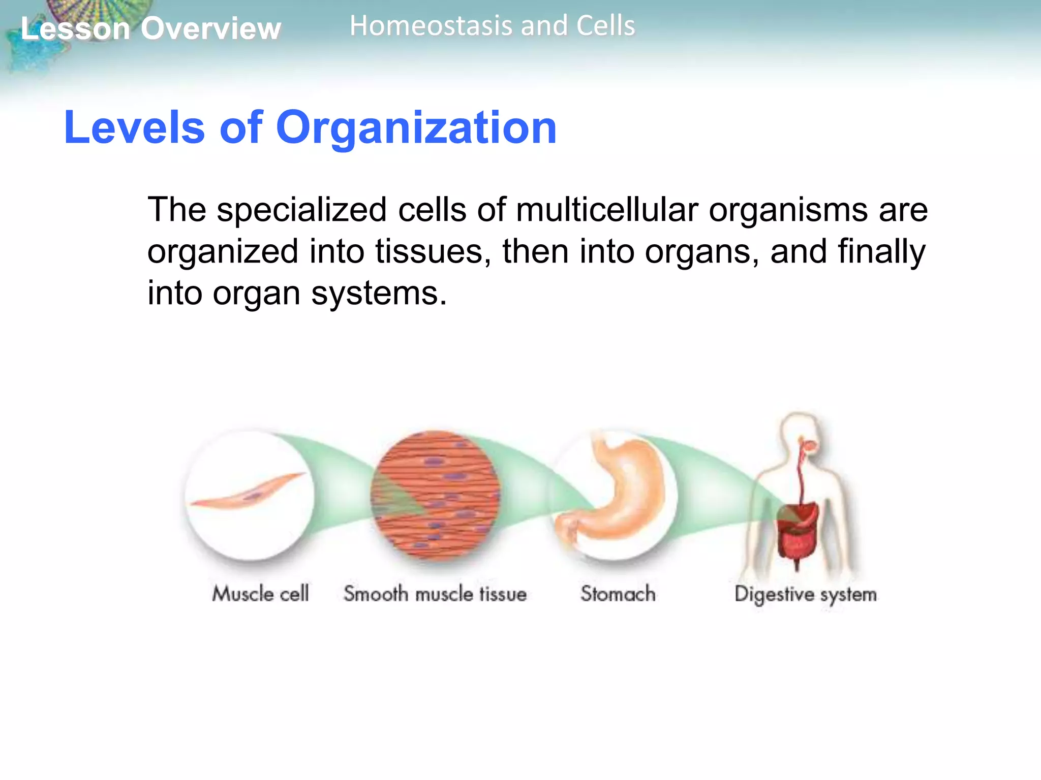 Lesson Overview

Homeostasis and Cells

Levels of Organization
The specialized cells of multicellular organisms are
organized into tissues, then into organs, and finally
into organ systems.

 
