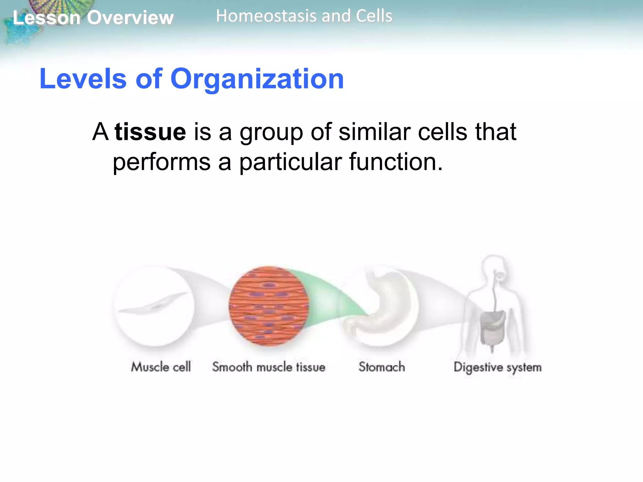 Lesson Overview

Homeostasis and Cells

Levels of Organization
A tissue is a group of similar cells that
performs a particular function.

 