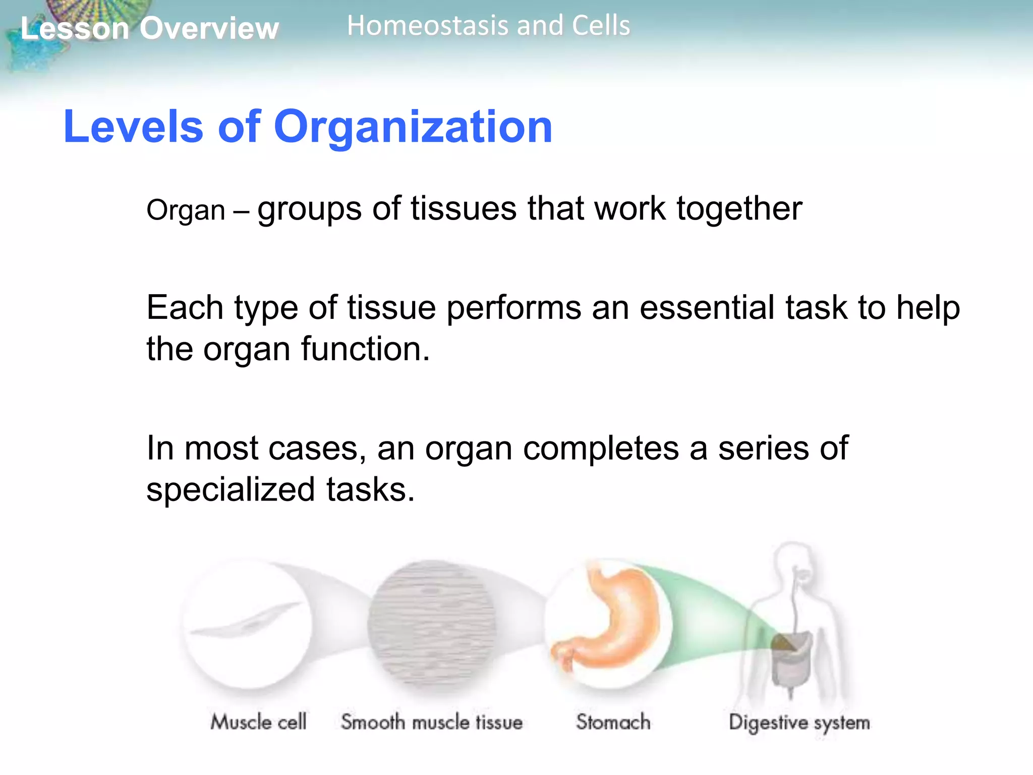Lesson Overview

Homeostasis and Cells

Levels of Organization
Organ – groups of tissues that work together

Each type of tissue performs an essential task to help
the organ function.

In most cases, an organ completes a series of
specialized tasks.

 