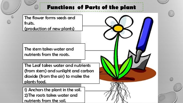 ch 2 less 2 how do plants grow develop and reproduce what part of the plant makes seeds