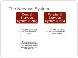The Nervous System
Central
Nervous
System (CNS)
The CNS consists of
the brain and spinal
cord.
The sensory nerves
carry information to the
CNS and motor nerves
carry commands away
from the CNS.
Peripheral
Nervous
System (PNS)
The PNS consists of
the cranial nerves and
spinal nerves.
 