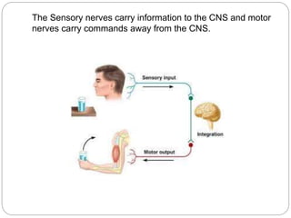 The Sensory nerves carry information to the CNS and motor
nerves carry commands away from the CNS.
 