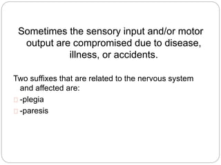 Sometimes the sensory input and/or motor
output are compromised due to disease,
illness, or accidents.
Two suffixes that are related to the nervous system
and affected are:
-plegia
-paresis
 