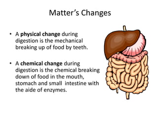 Matter’s Changes 
• A physical change during 
digestion is the mechanical 
breaking up of food by teeth. 
• A chemical change during 
digestion is the chemical breaking 
down of food in the mouth, 
stomach and small intestine with 
the aide of enzymes. 
 