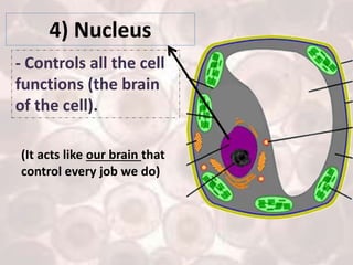 Ch.1.less.1. what are the structures of plant and animals cells | PPTX