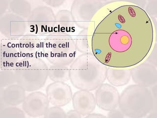 Ch.1.less.1. what are the structures of plant and animals cells | PPTX