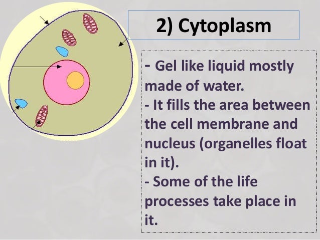 What is a nucleus made of?